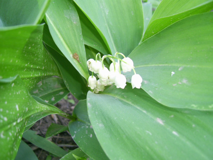 28-29.04.2012 (23) - Lacramioare