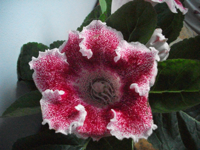 poze 3159 - floare primita de ziua mea