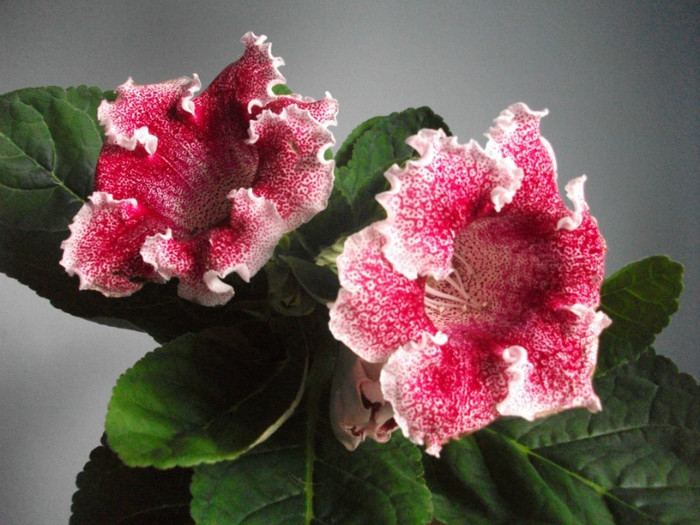 poze 3180 - floare primita de ziua mea