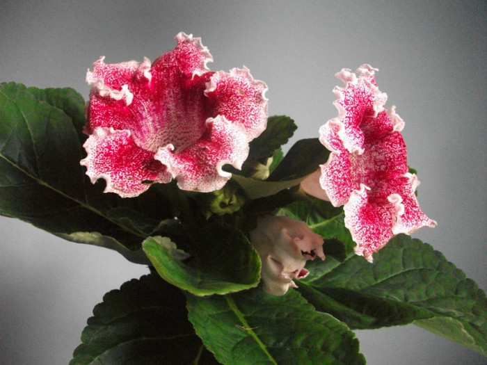 poze 3181 - floare primita de ziua mea