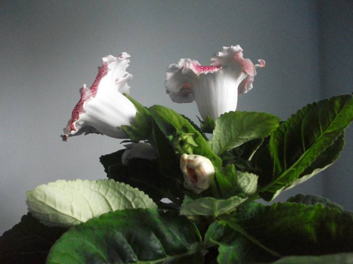 poze 3182 - floare primita de ziua mea