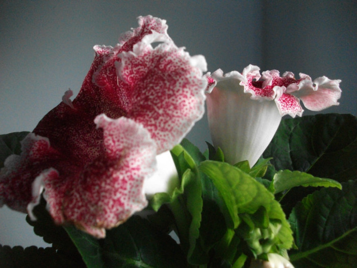 poze 3184 - floare primita de ziua mea