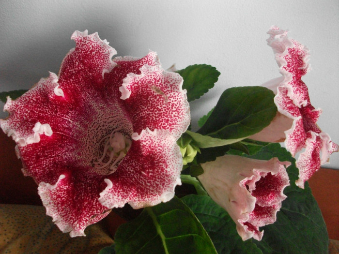 poze 3203 - floare primita de ziua mea