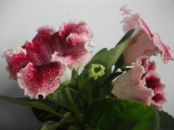 poze 3204 - floare primita de ziua mea