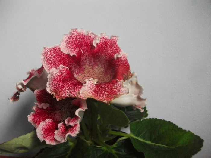 poze 3220 - floare primita de ziua mea