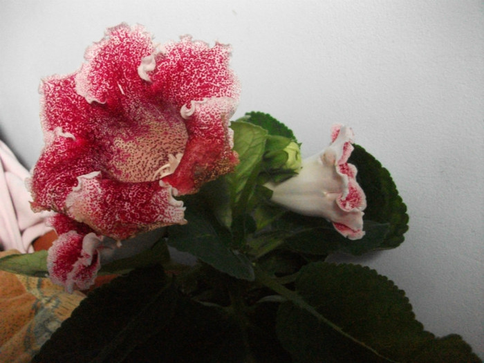 poze 3221 - floare primita de ziua mea