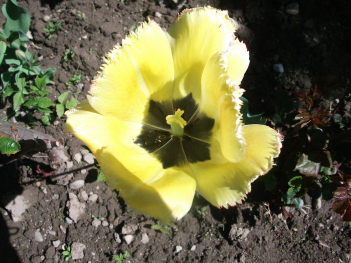 poze 008 - gradina cu flori