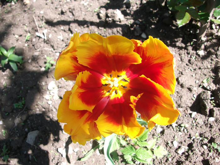 poze 009 - gradina cu flori