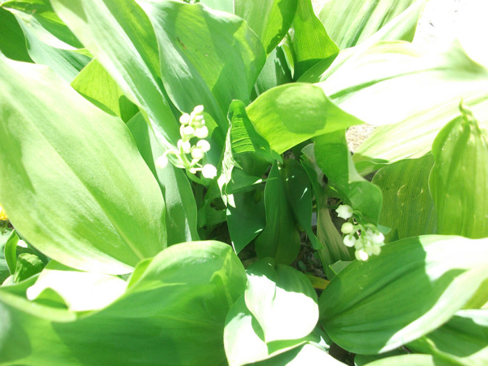 poze 022 - gradina cu flori