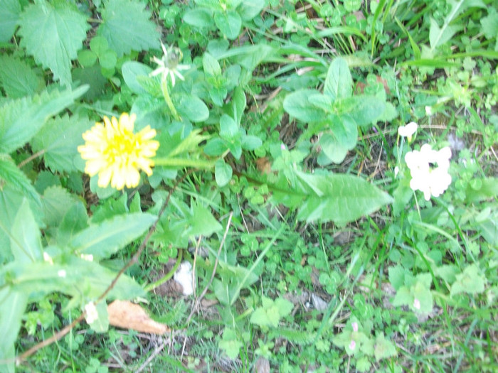 poze 106 - plimbare pe Sohodol