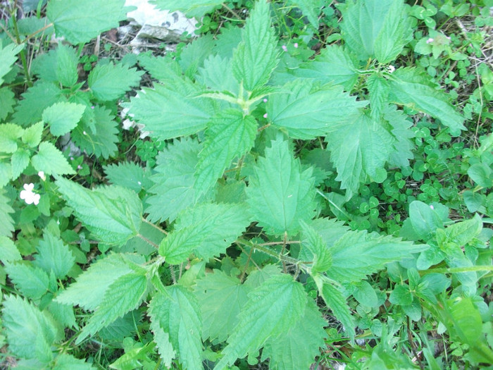 poze 107 - plimbare pe Sohodol