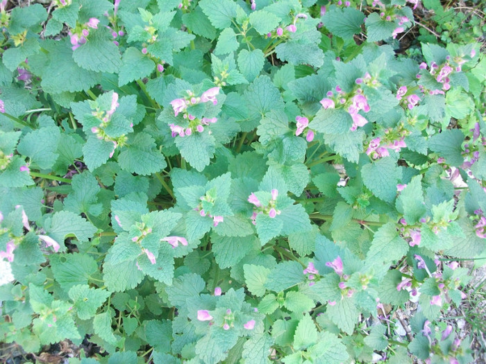 poze 110 - plimbare pe Sohodol