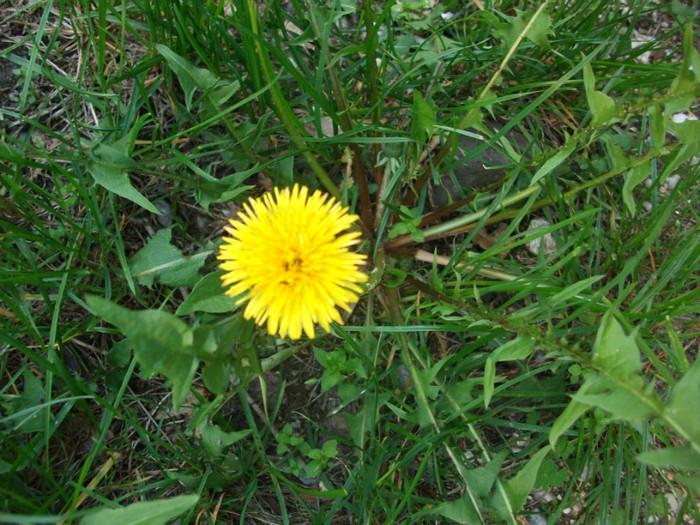 poze 112 - plimbare pe Sohodol