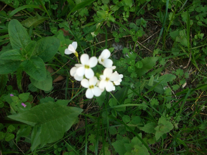 poze 113 - plimbare pe Sohodol