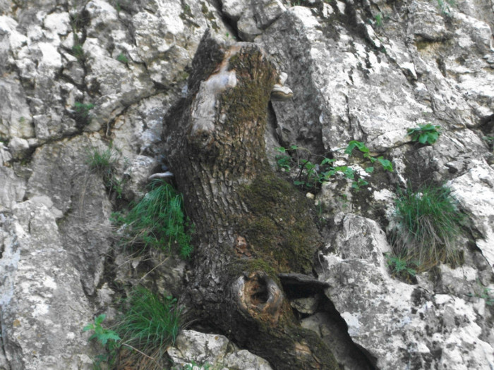 poze 129 - plimbare pe Sohodol