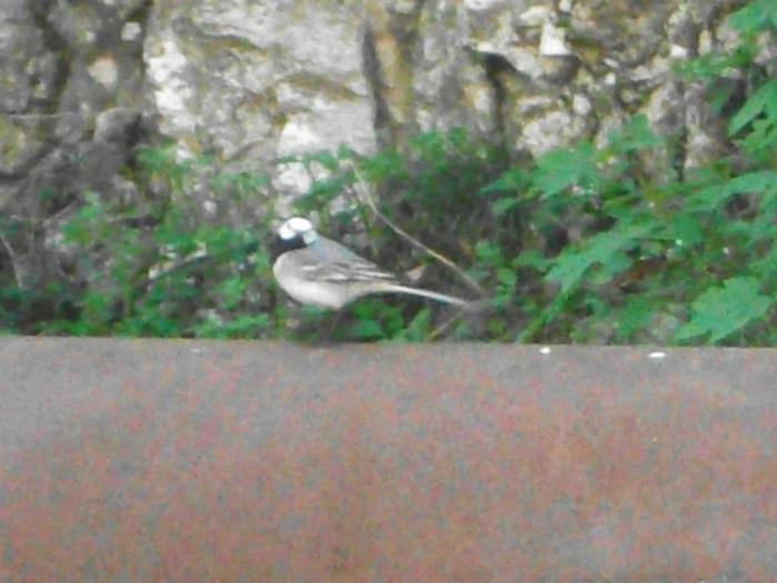 poze 133 - plimbare pe Sohodol