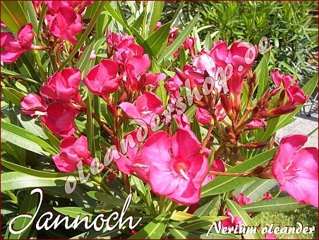 jannoch2 - jannoch-hu