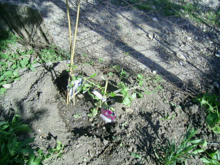 28-29.04.2012 (40) - Comanda clematis in Polonia primavara 2012