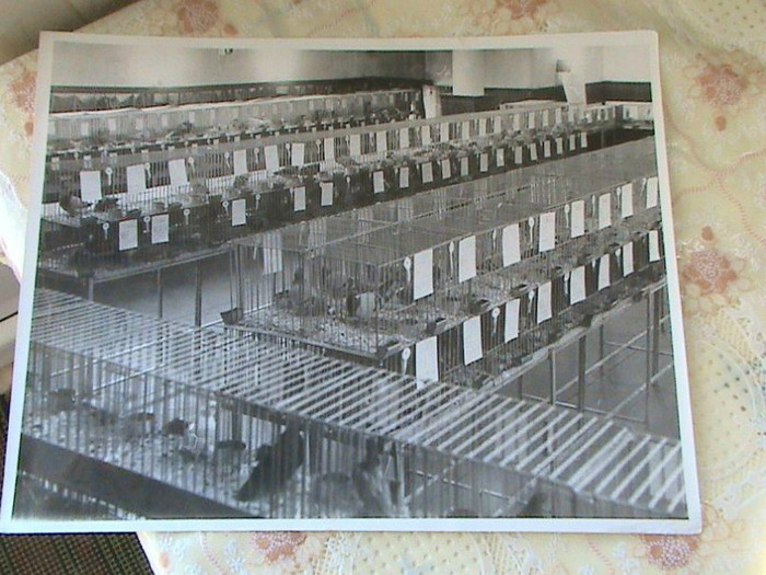 FRSC-foto-expozitie-columbofila-in-Romania-1