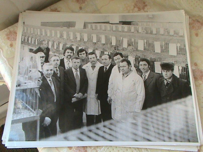 FRSC-foto-expozitie-columbofila-in-Romania-7