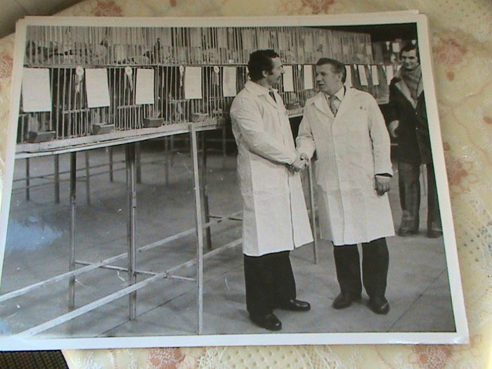 FRSC-foto-expozitie-columbofila-in-Romania-8