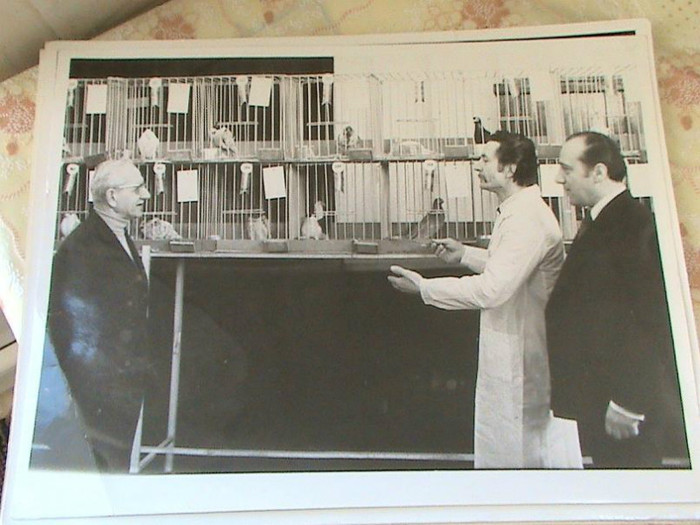 FRSC-foto-expozitie-columbofila-in-Romania-9