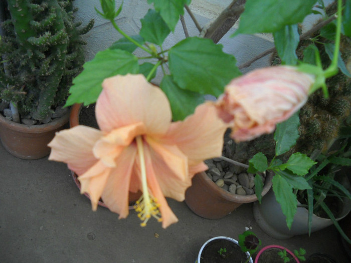 DSCN3074 - 1 flori 2012