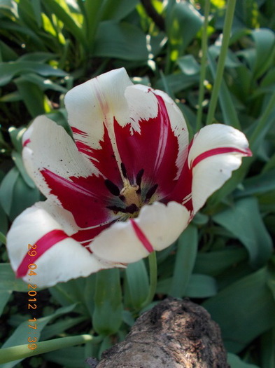 DSCN1233 - anotimpuri inflorite 2012