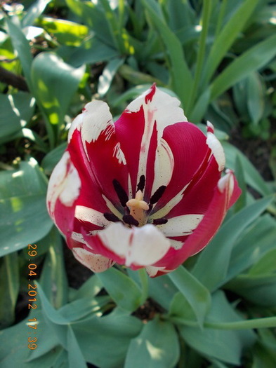 DSCN1235 - anotimpuri inflorite 2012