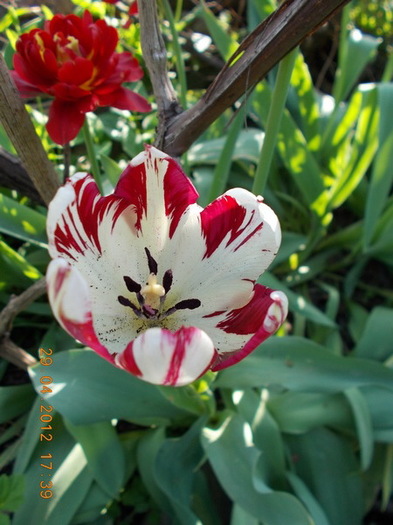 DSCN1236 - anotimpuri inflorite 2012