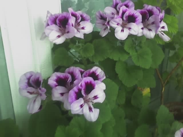 Pelargonia - Flori - 2012