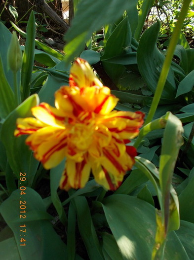 DSCN1244 - anotimpuri inflorite 2012