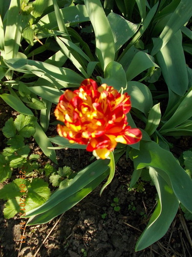 DSCN1246 - anotimpuri inflorite 2012