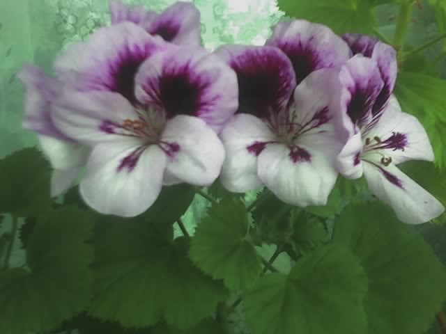 Pelargonia - Flori - 2012