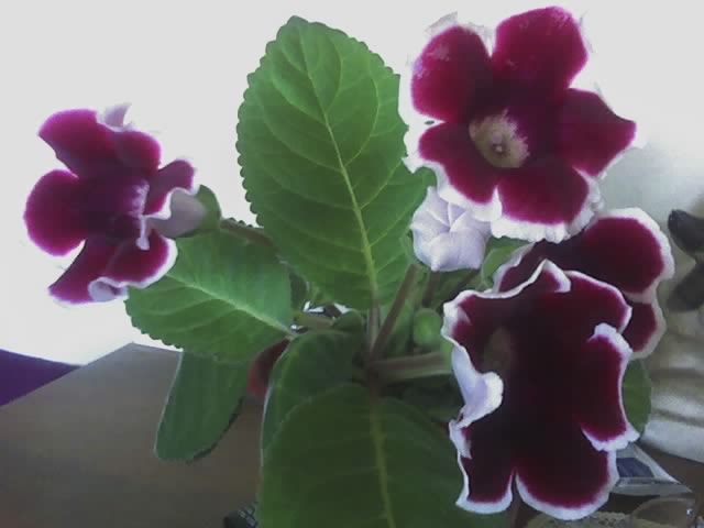 Gloxinia - Flori - 2012