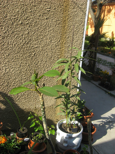 IMG_0232 - plante de gradina si terasa 2012