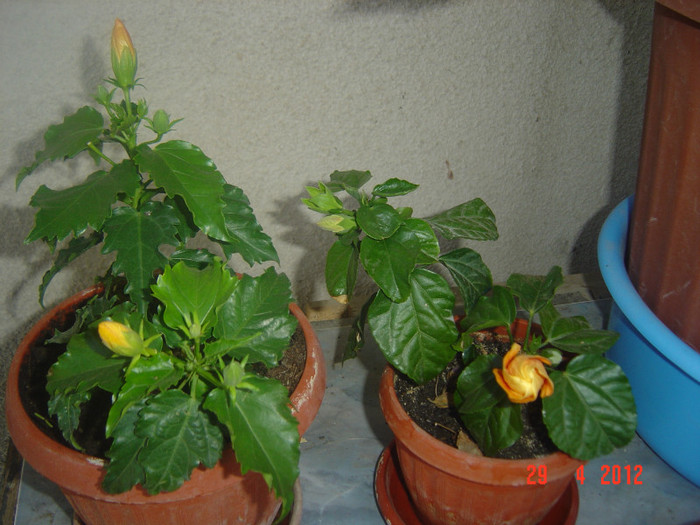 poze 464 - 09-2012-HIBISCUS