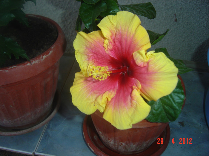 poze 473 - 09-2012-HIBISCUS