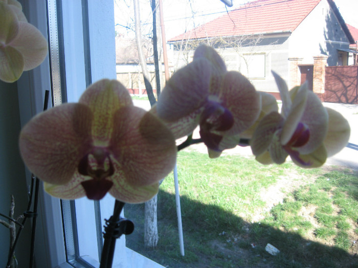 IMG_0194 - orhidee