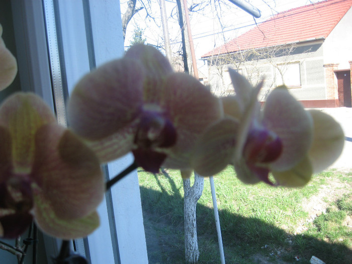 IMG_0195 - orhidee