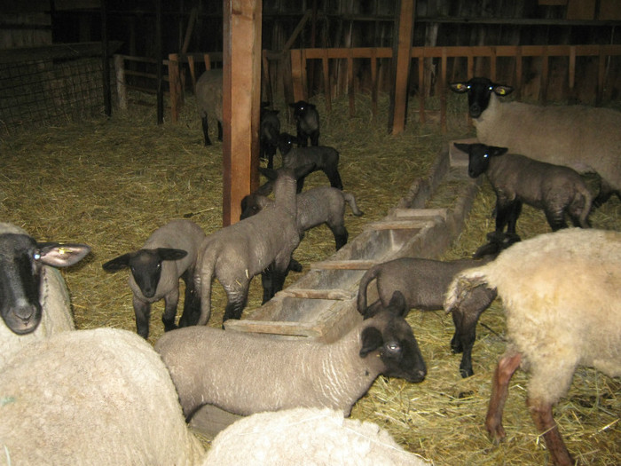 mieii nascuti in aprilie