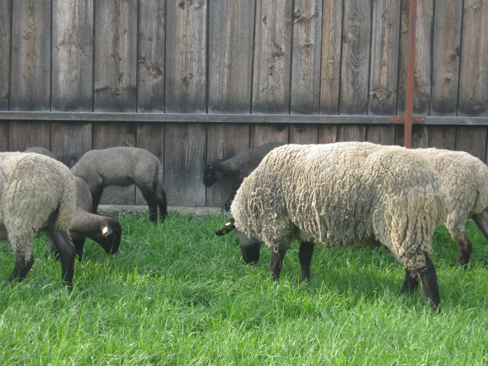 romania-april- 079 - 1animale ce cresc alatok a mit most tartok