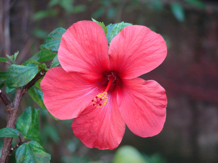 DSC09248 - Hibiscus