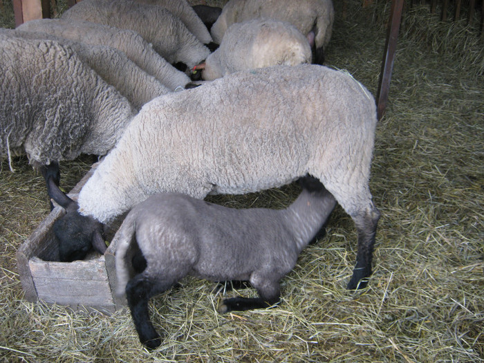 un miel de 3 saptamani