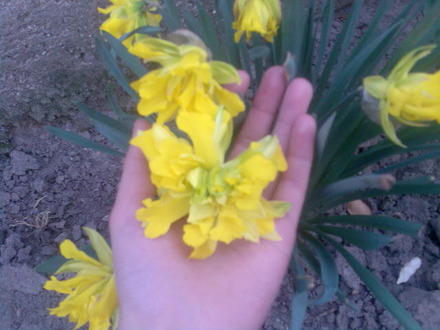 Ghiocei galbeni - florile mele