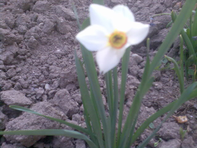 Narcisa - florile mele