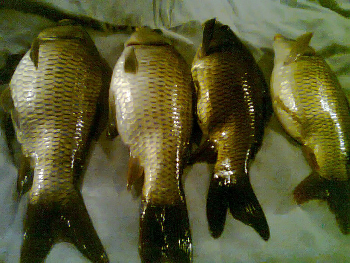 ciortani - pescuit 2012