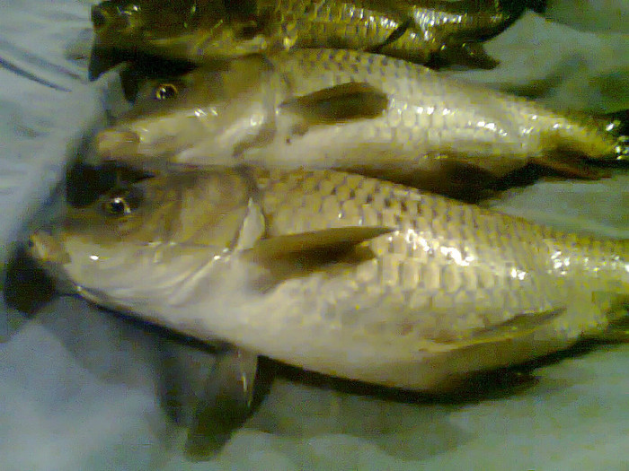 ciortani1 - pescuit 2012
