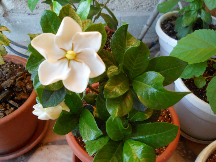 gardenia kleim's hardy - GARDENIA-2012