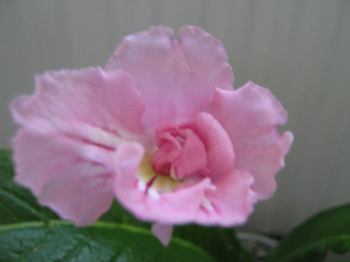  - streptocarpus Pink Souffle